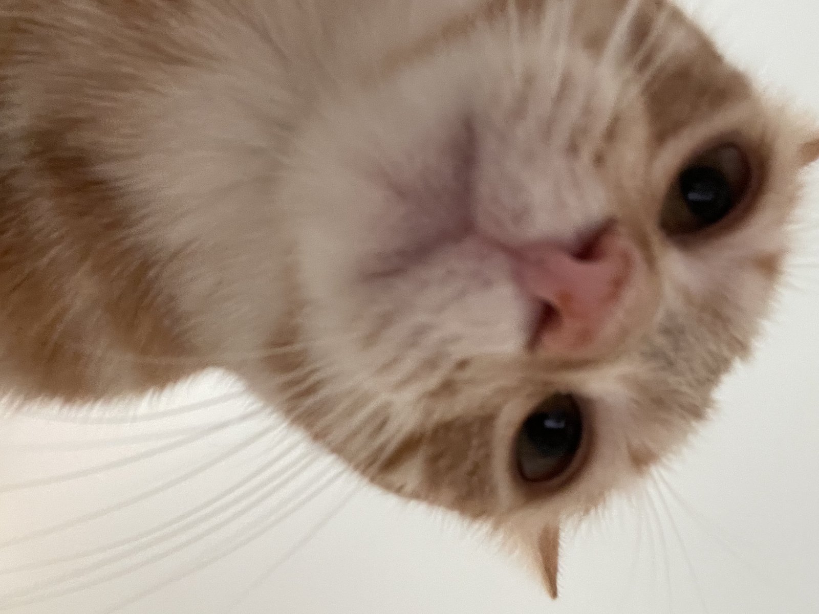 sammy.jpeg